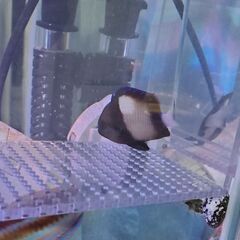 スズメダイとベラ熱帯魚