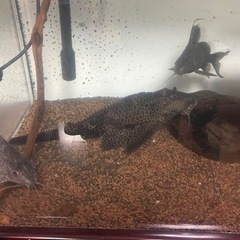 180cmアクリル水槽の買い取り（引き取り）依頼の画像