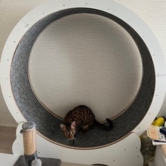 キャットホイール  恐らくLサイズ