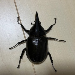 【決まりました】ヘラクレス・レイディ　ペアの画像