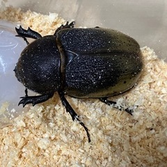 【決まりました】ヘラクレス・レイディ　ペアの画像