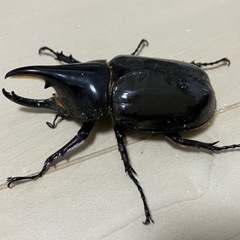 【決まりました】ヘラクレス・レイディ　ペアの画像