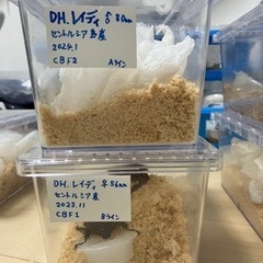 【決まりました】ヘラクレス・レイディ　ペアの画像