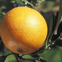 富士市産■自家栽培ネーブル&青島)の画像