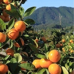 富士市産■自家栽培ネーブル&青島)の画像