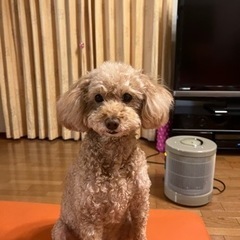 輸血して頂けるワンちゃんを探しています。