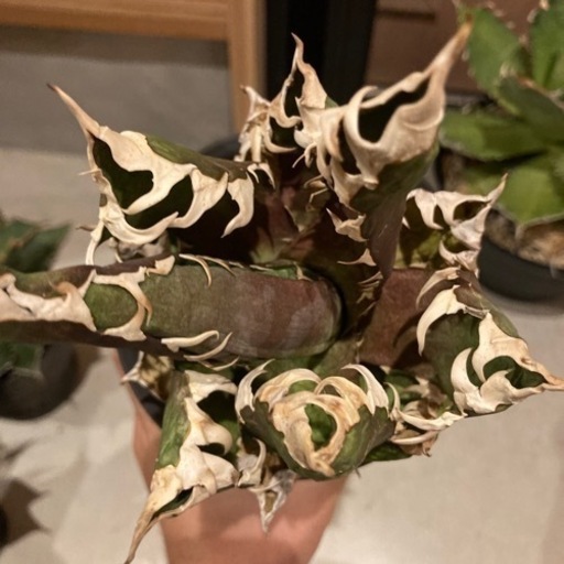 アガベ　レッドキャットウィーズル　ゴリ猫