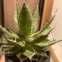 アガベ ホリダ アガベ ホリダ | GREEN LUCK