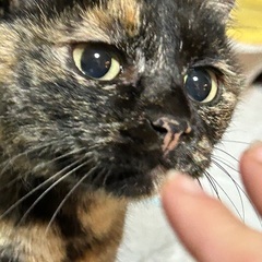 気ままなかまってちゃんの錆猫