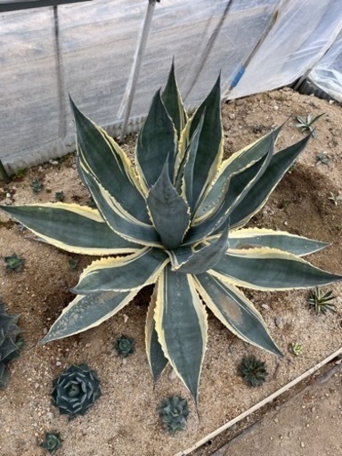 アガベ　マシュマロクリーム