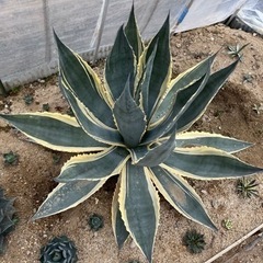 アガベ マシュマロクリーム