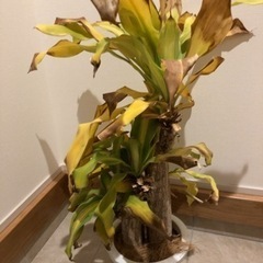 幸福の木(ドラセナ