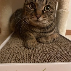 正式譲渡になりました。お問い合わせありがとうございました。_^美...
