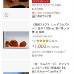 【ご近所配送可】レッドラムズホーン　10匹＋補償用1匹の画像