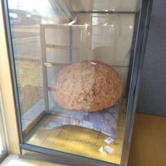 縁起物 蜂の巣 コレクション