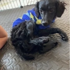 1歳の黒いトイプードル(交渉中)