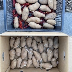 ジャガイモ　種芋　メークイン　男爵の画像