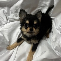 犬服XSからMお譲りください