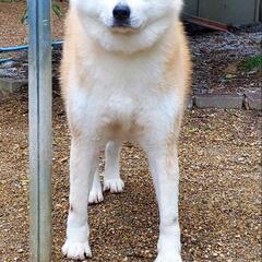 秋田犬の保護
