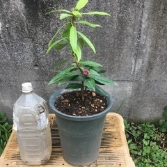 ＊沈丁花　パフュームプリンセス　３０センチ＊