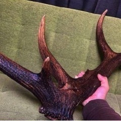 USA エルク アカシカ 鹿 角 剥製 標本