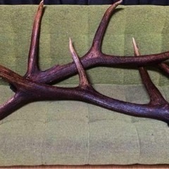 エルク アカシカ 角 標本 エルク アカシカ 角 標本 超特大USA エルク