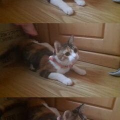 三毛猫 1歳♀