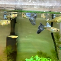 国産グッピーMIX　10匹＋おまけ　500円の画像