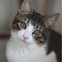 キジ白と長毛の兄弟猫ちゃん(相談中)