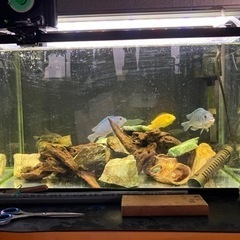熱帯魚