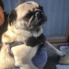 里親様決まりました　ありがとうございました