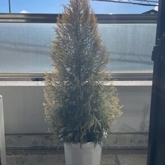 ゴールドクレスト　観葉植物