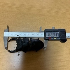 能勢YG 幼虫 5頭 オオクワガタ 