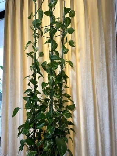 観葉植物 ポトス　