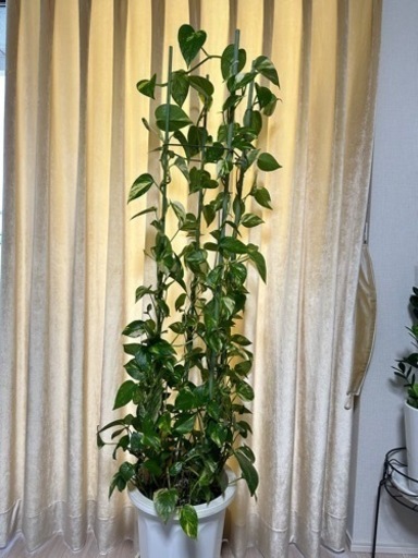 観葉植物 ポトス　