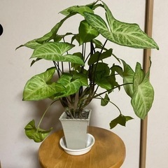 2、シンゴニウム