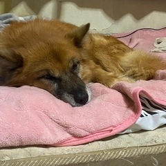犬探してます