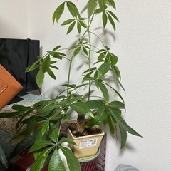 観葉植物