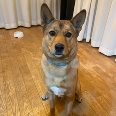 急募！！里親募集！ミックス犬　もうすぐ2歳です