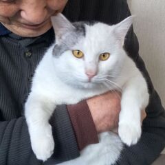えりくん、白黒、雄猫、三才位、二匹一緒にとても良い夫婦に、もらわ...