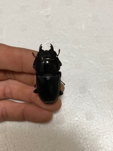 クワガタ（スマトラオオヒラタ）大型血統