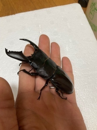 クワガタ（スマトラオオヒラタ）大型血統