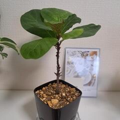 🌿フィカス カシワバゴム バンビーノ🌿①の画像