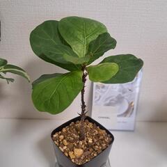 🌿フィカス カシワバゴム バンビーノ🌿①の画像