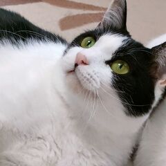 ハチワレ美猫まるちゃん