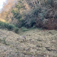 篠竹取り放題の画像