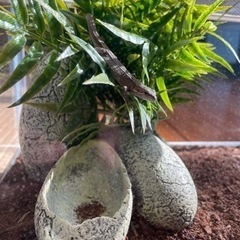 カナヘビ一才