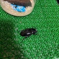 タランドゥスオオツヤクワガタ 使用済み ♀3匹
