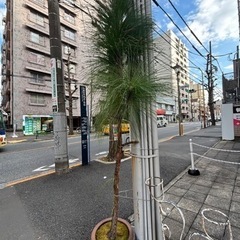 最終セール‼️鉢植え　観葉植物の画像