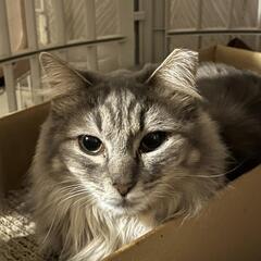 グレー長毛の女のコ